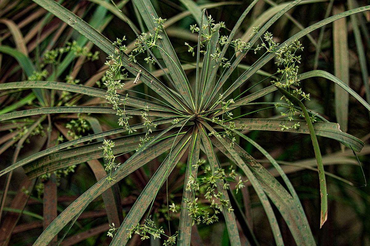 Cyperus involucratus