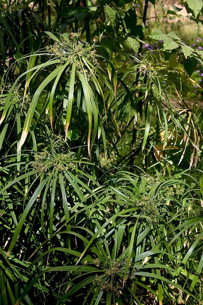 Cyperus involucratus