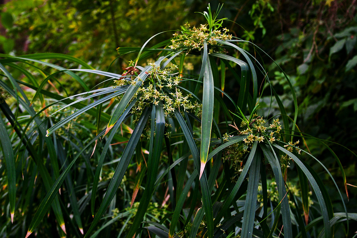 Cyperus involucratus