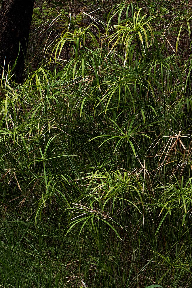 Cyperus involucratus Cyperus involucratus