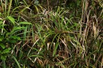 Cyperus involucratus