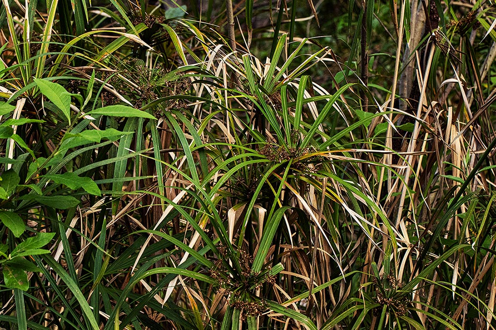 Cyperus involucratus