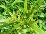 Cyperus laxus subsp. sylvestris