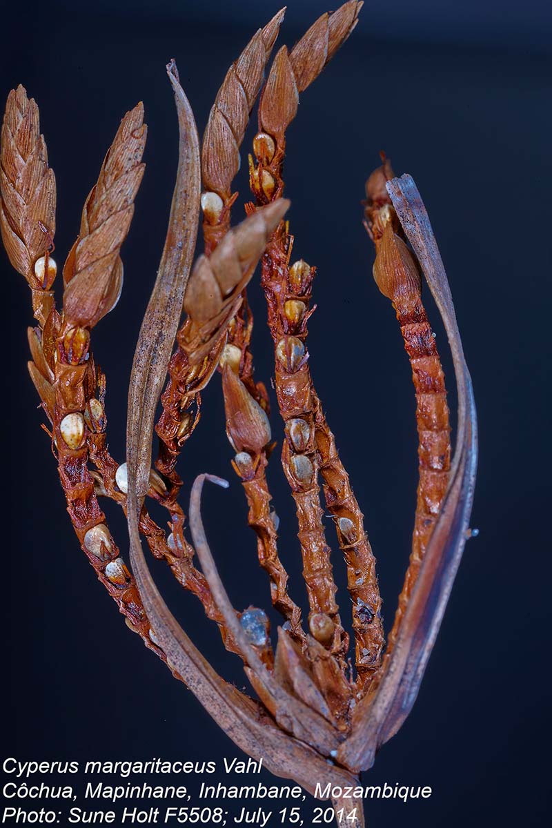 Cyperus margaritaceus Cyperus margaritaceus