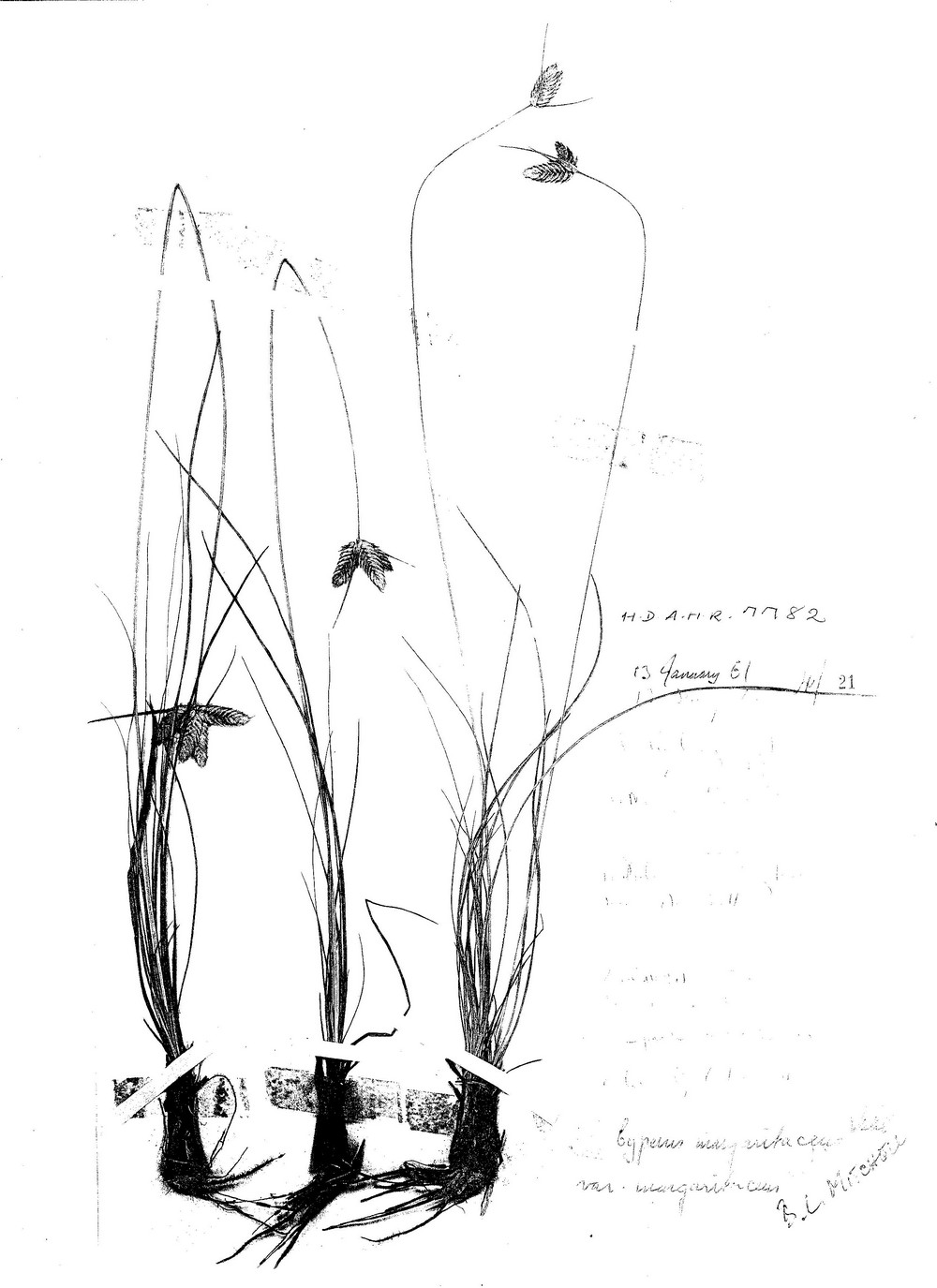 Cyperus margaritaceus