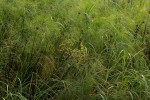 Cyperus papyrus