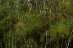 Cyperus papyrus