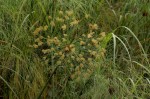 Cyperus papyrus