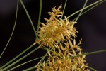 Cyperus papyrus