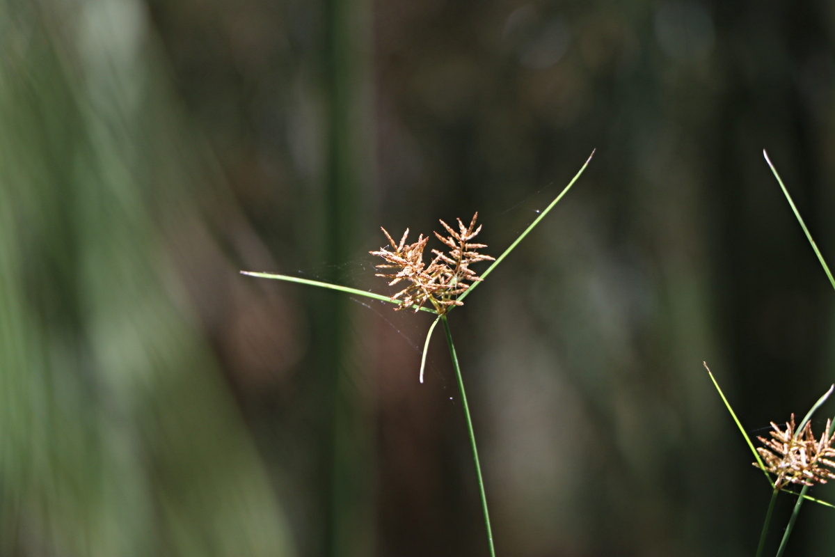 Cyperus papyrus