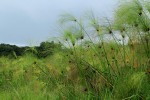 Cyperus papyrus