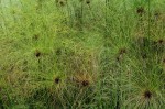 Cyperus papyrus