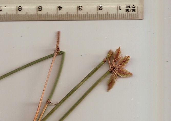 Cyperus pectinatus