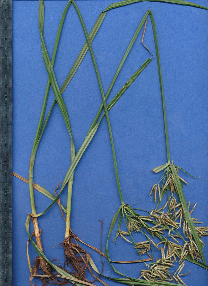 Cyperus rotundus Cyperus rotundus