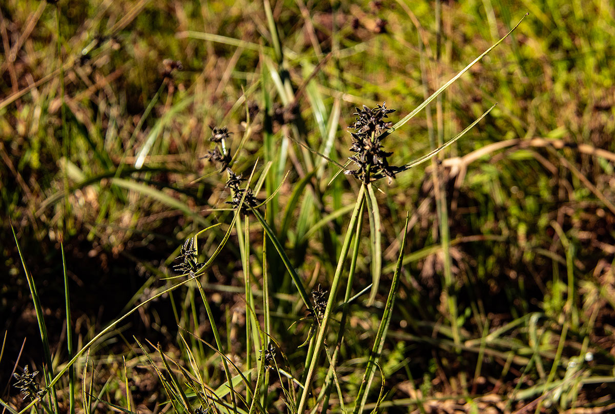 Pycreus elegantulus Pycreus elegantulus