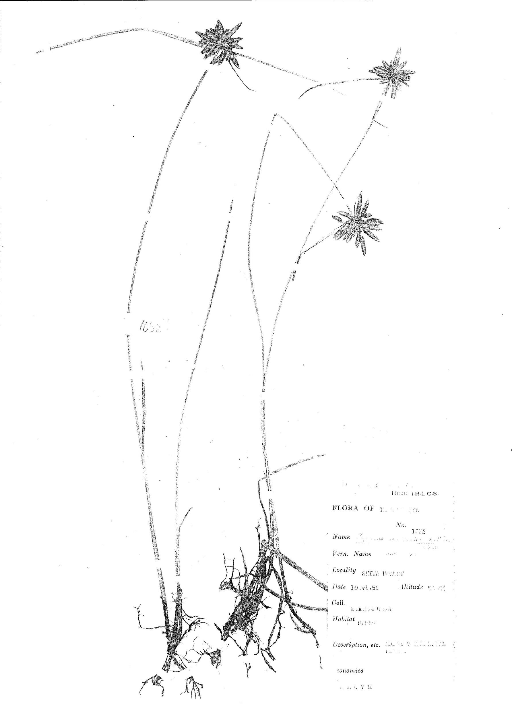 Pycreus lanceolatus Pycreus lanceolatus