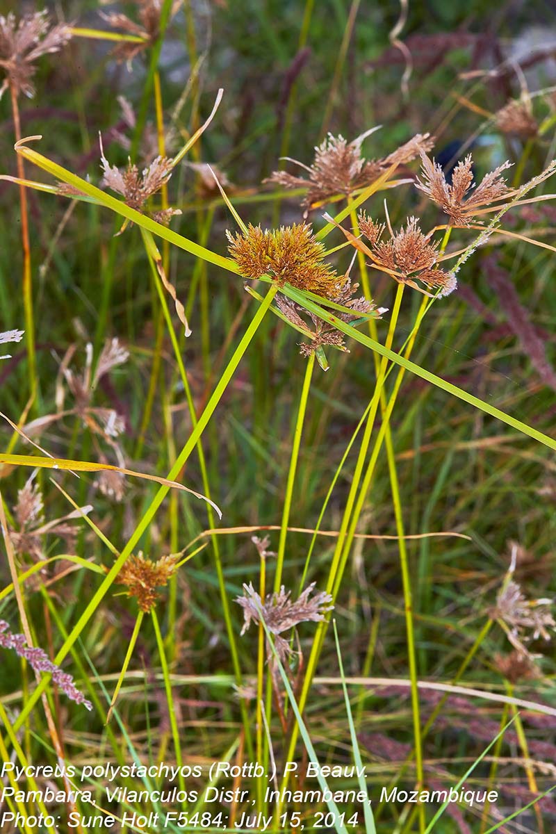 Pycreus polystachyos var. laxiflorus