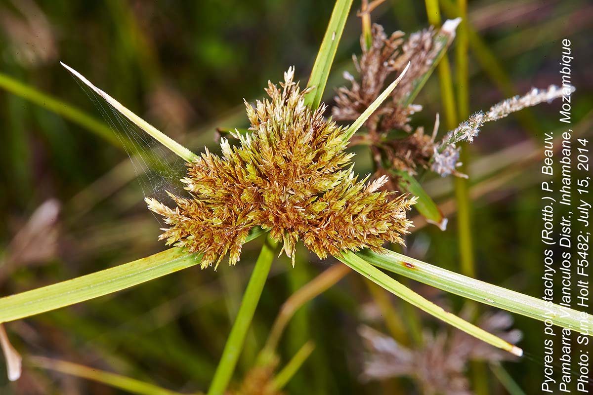 Pycreus polystachyos var. laxiflorus