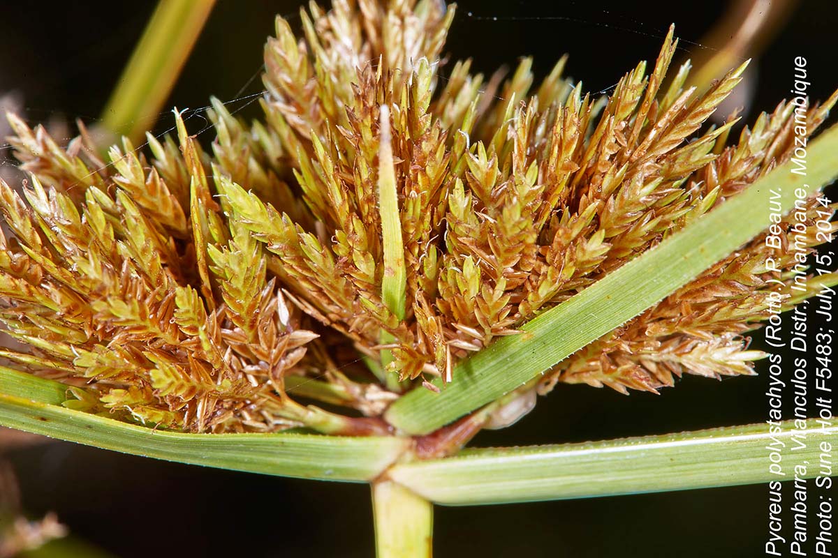 Pycreus polystachyos var. laxiflorus
