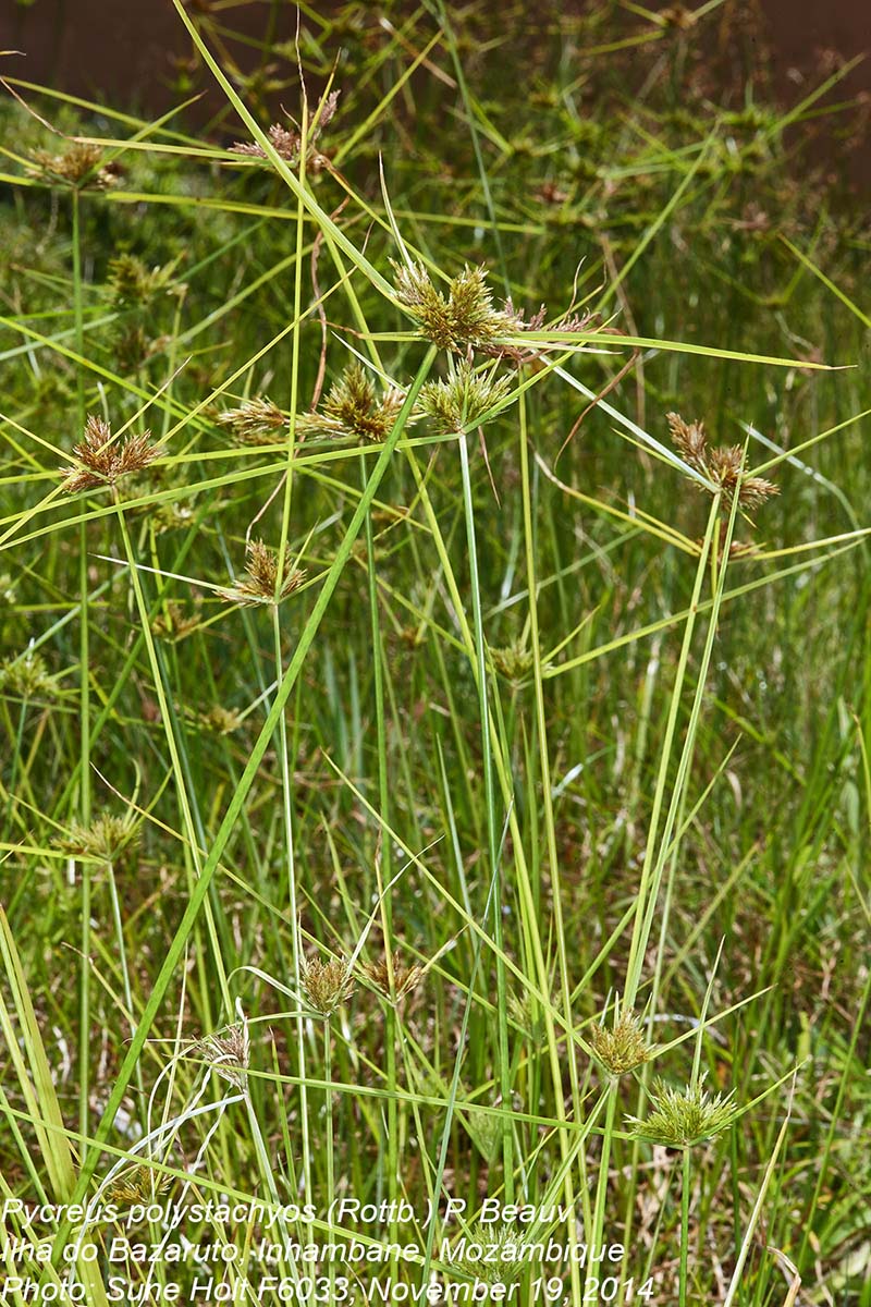 Pycreus polystachyos var. laxiflorus