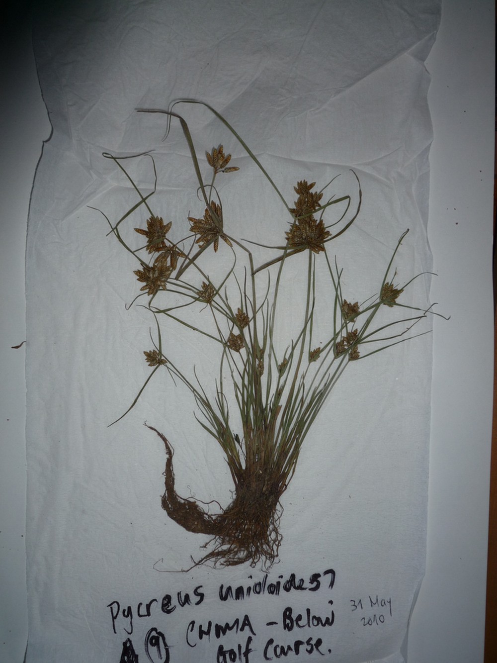 Pycreus unioloides Pycreus unioloides