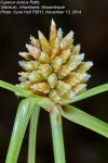 Cyperus dubius var. dubius