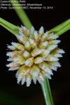 Cyperus dubius var. dubius