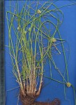 Cyperus dubius var. dubius