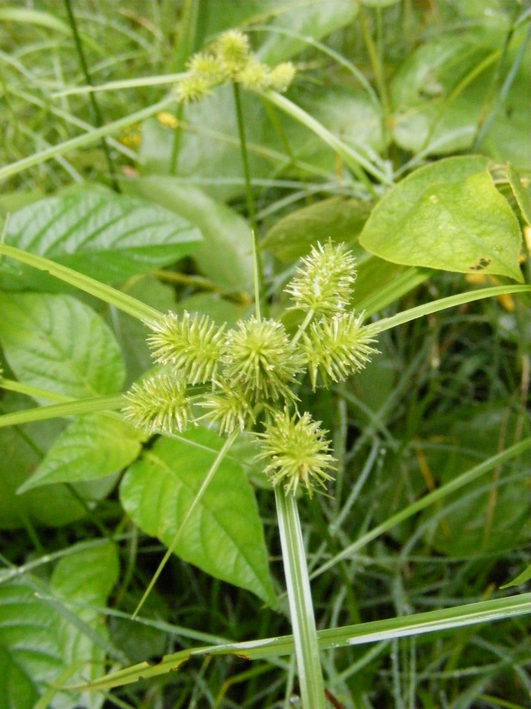 Cyperus cyperoides