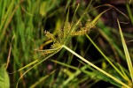 Cyperus cyperoides
