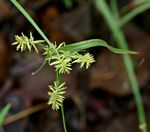 Cyperus trigonellus