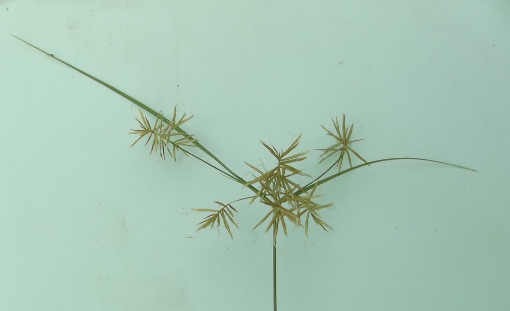 Cyperus pubens