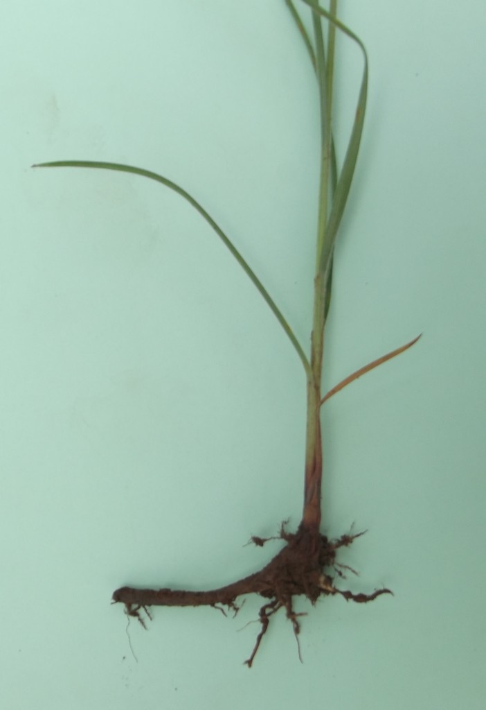 Cyperus pubens