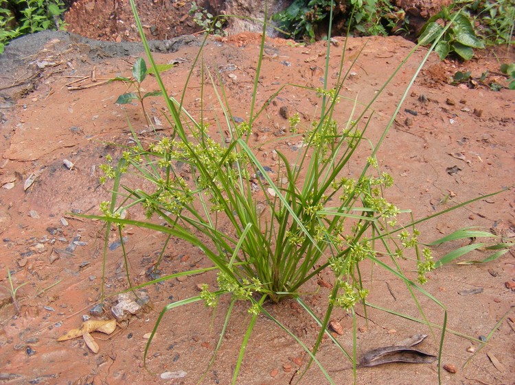 Courtoisina cyperoides Courtoisina cyperoides