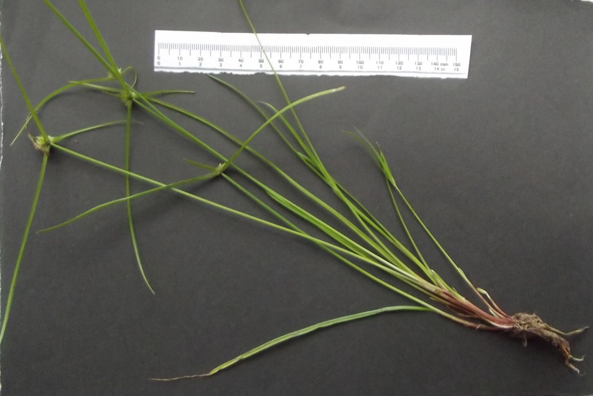 Cyperus squarrosus