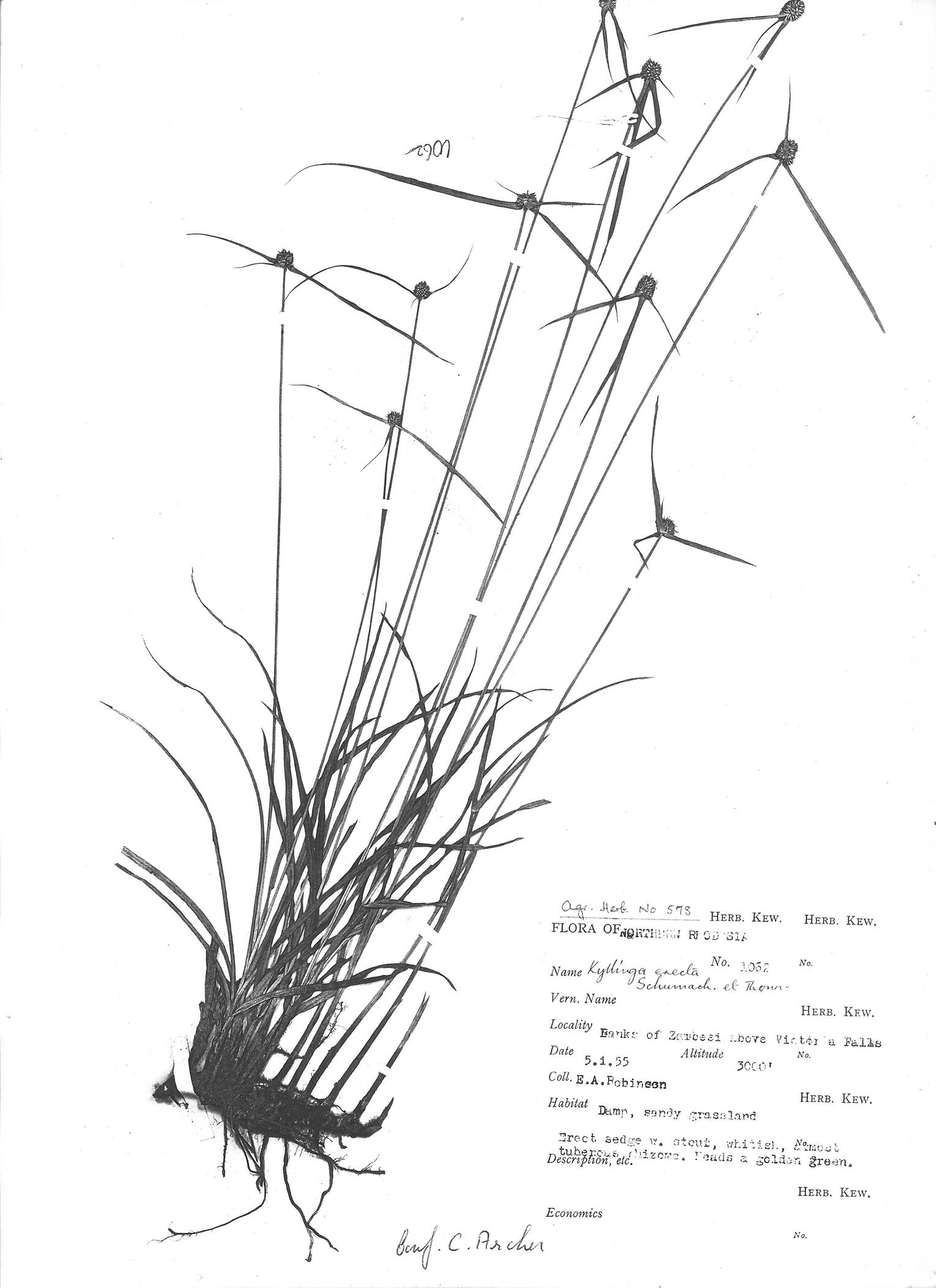 Kyllinga erecta var. erecta