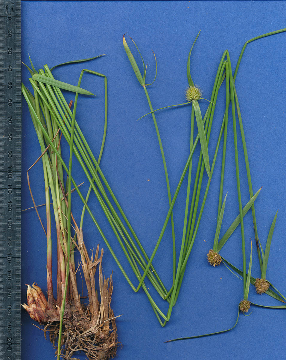 Kyllinga melanosperma