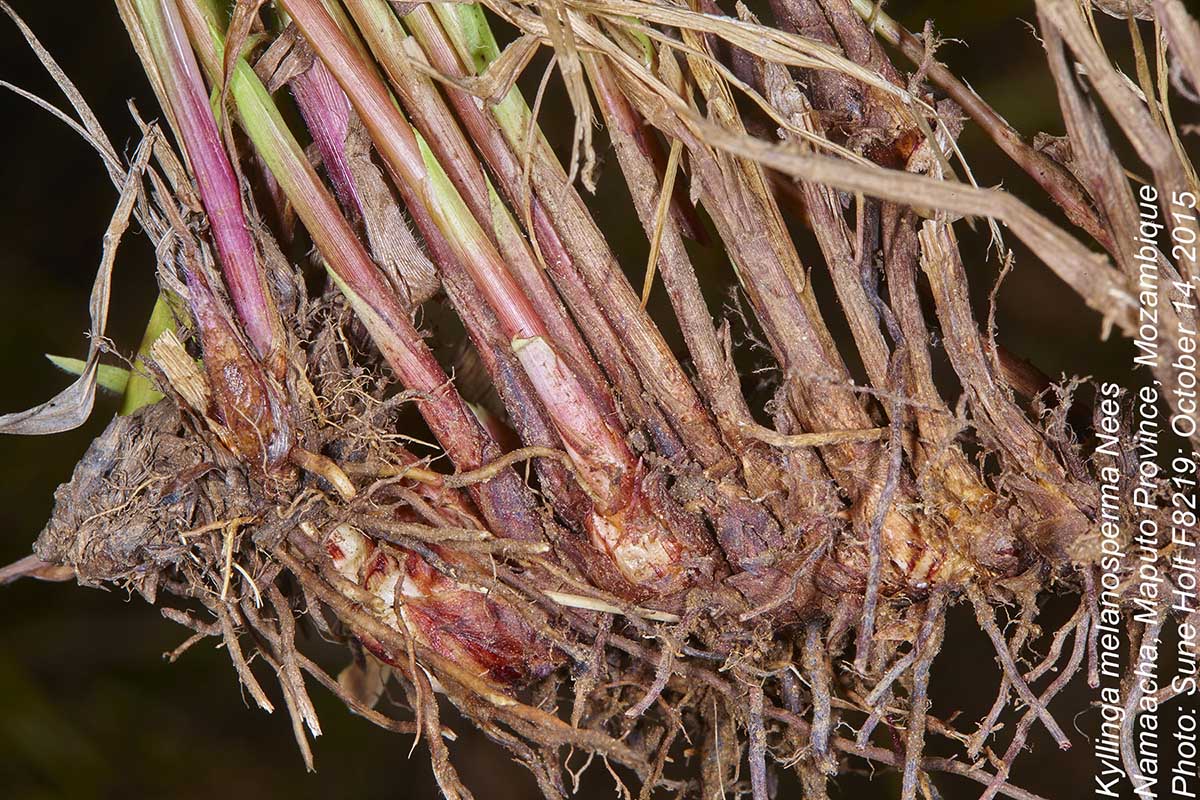 Kyllinga melanosperma