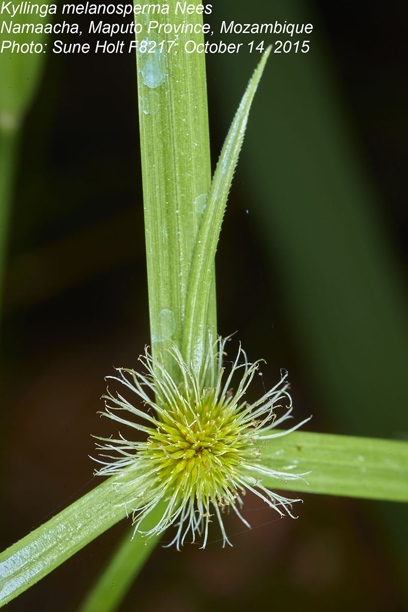 Kyllinga melanosperma