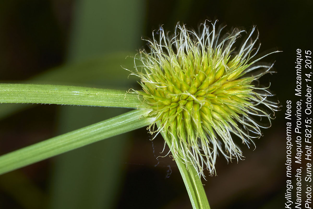 Kyllinga melanosperma