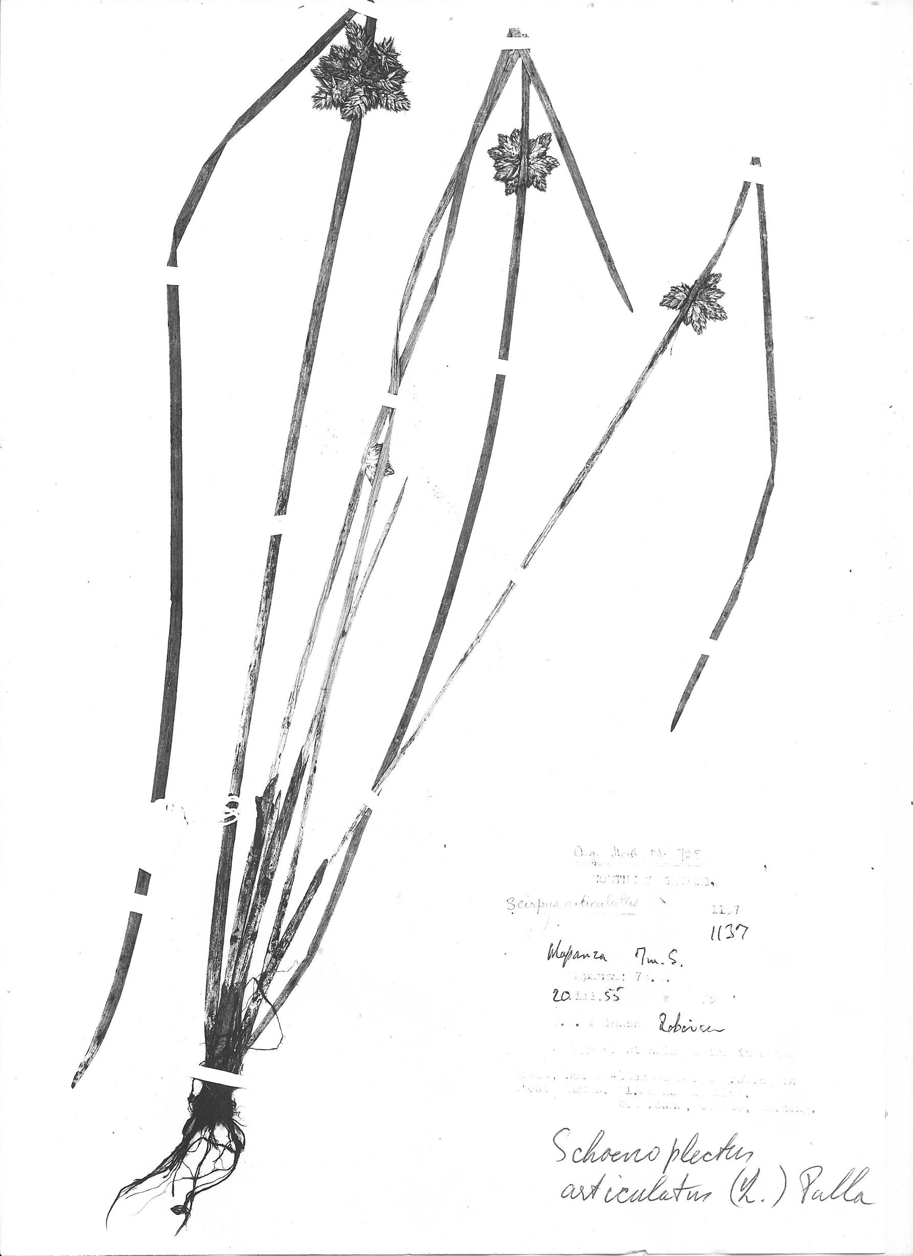 Schoenoplectiella articulata