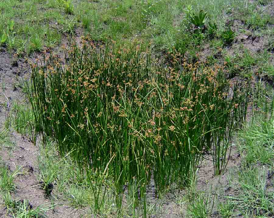 Schoenoplectus confusus