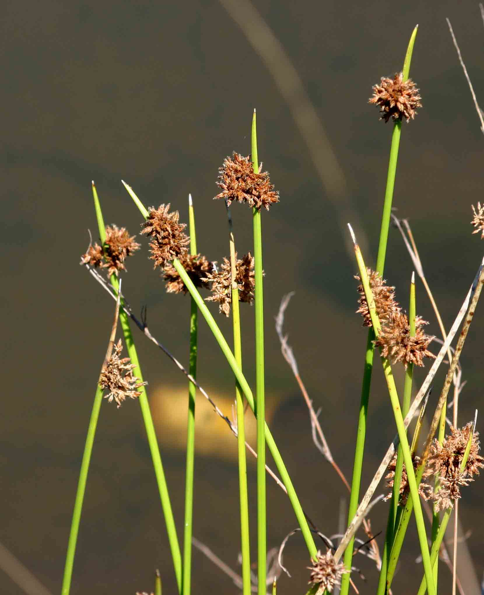 Schoenoplectus confusus