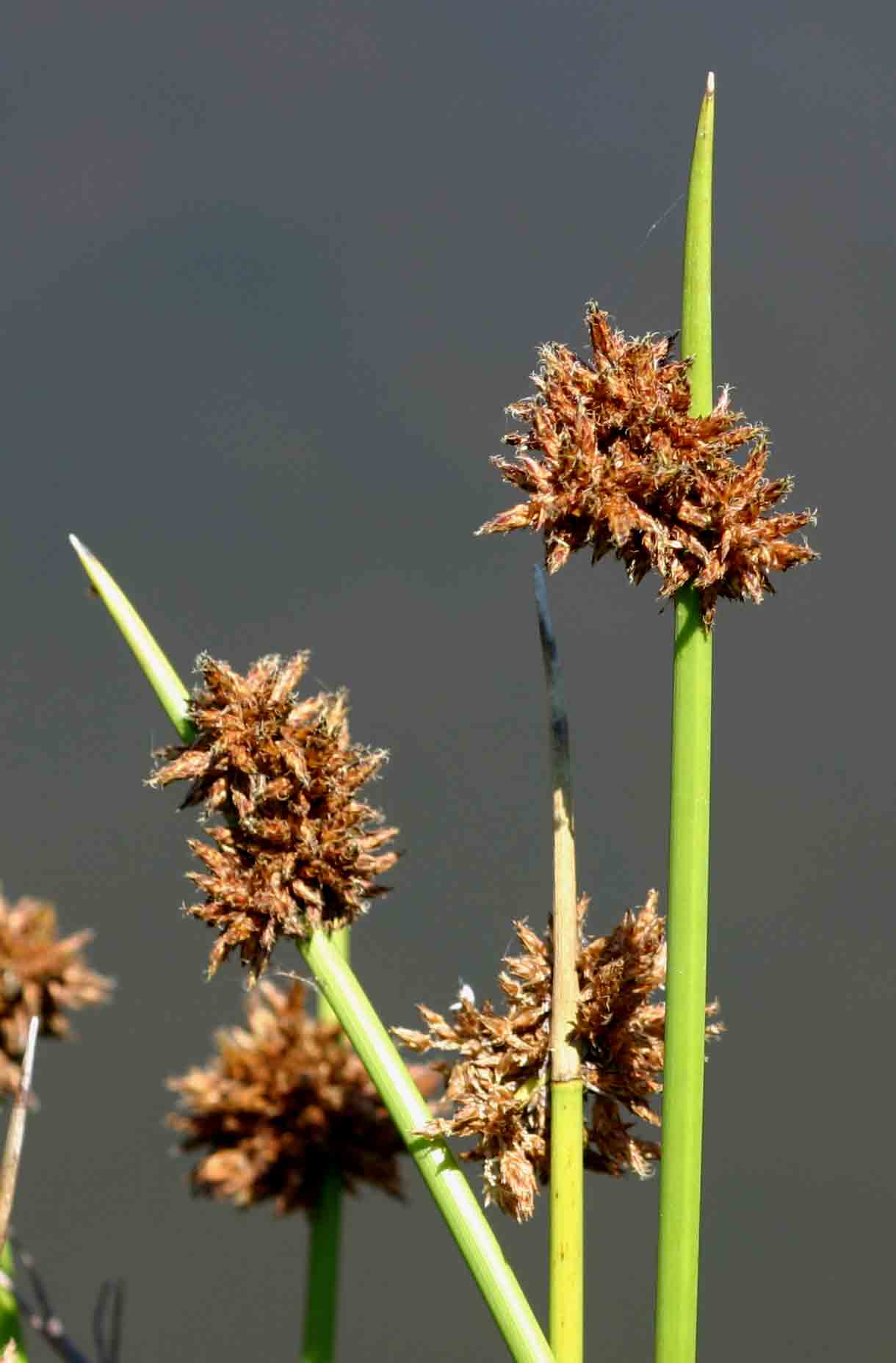 Schoenoplectus confusus