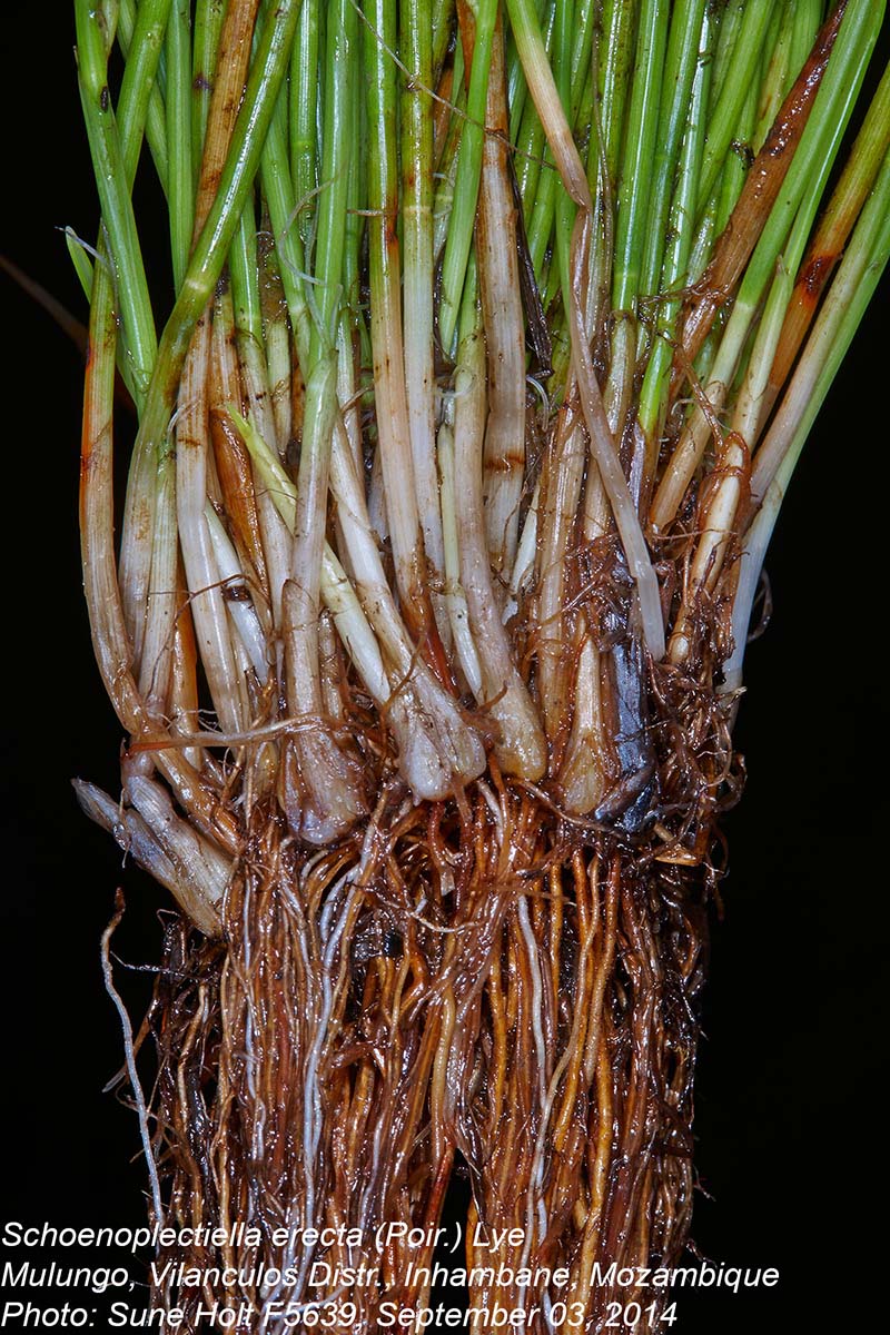 Schoenoplectiella erecta
