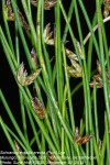 Schoenoplectiella erecta