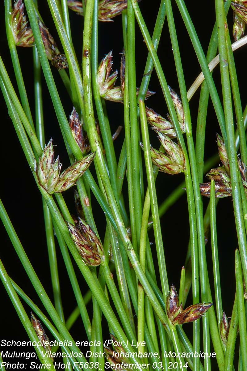 Schoenoplectiella erecta