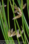 Schoenoplectiella erecta