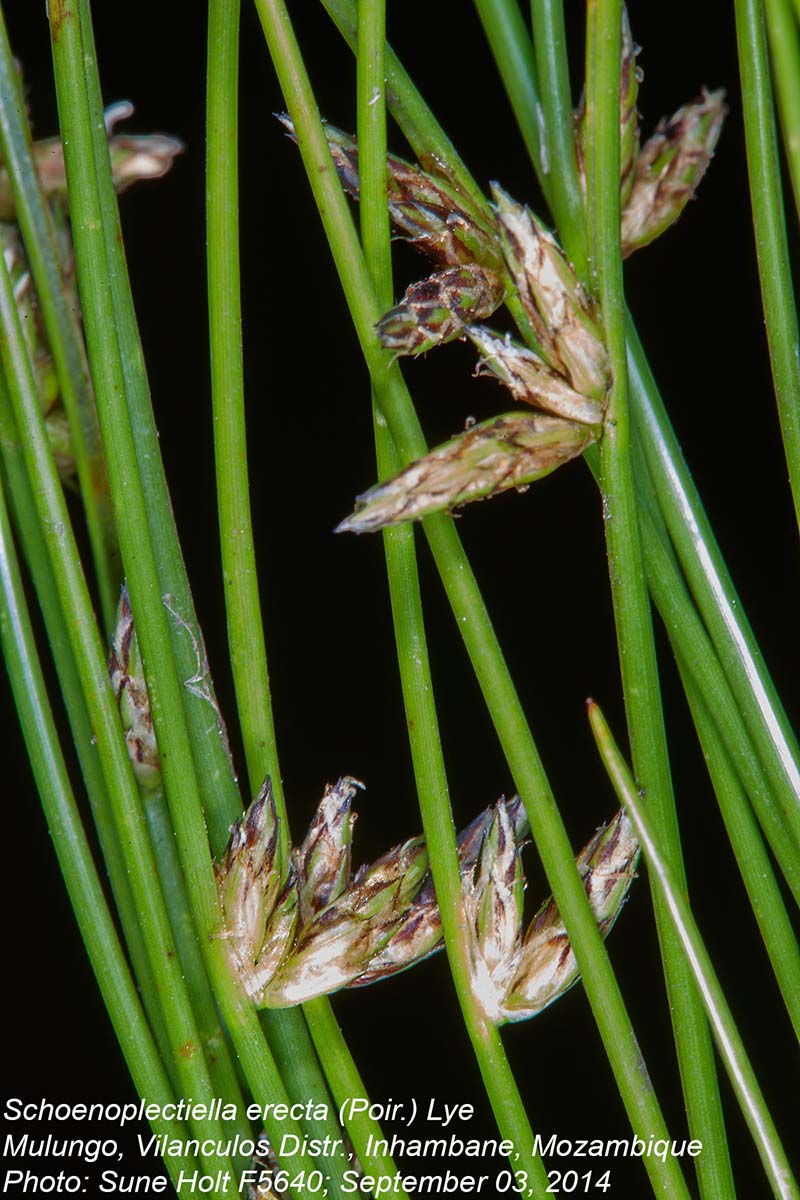 Schoenoplectiella erecta