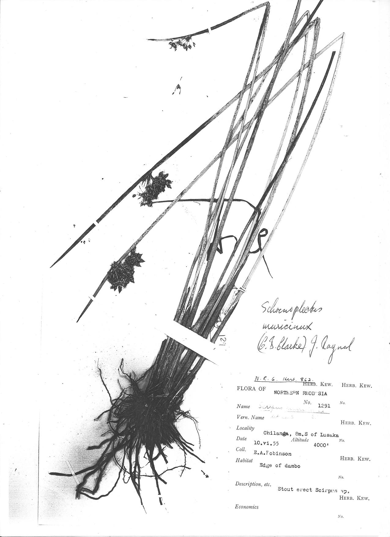 Schoenoplectus muricinux